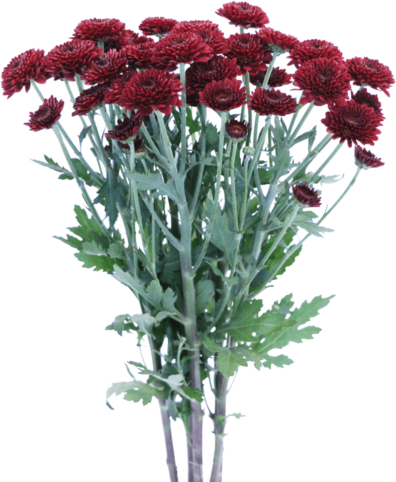 Dark Red Chrysanthemums Bouquet PNG image