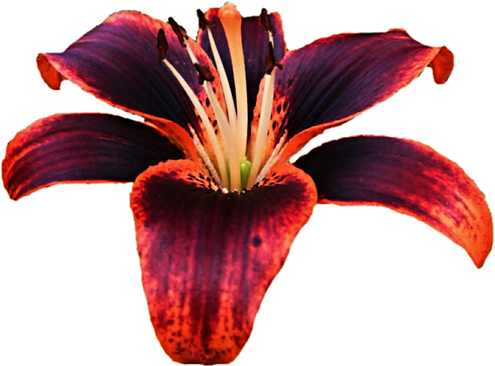 Dark Red Lily Flower Isolated PNG image