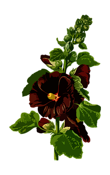 Dark Red Pansy Flower Art PNG image