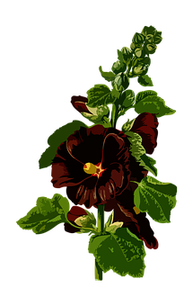 Dark Red Pansy Flower Artwork PNG image