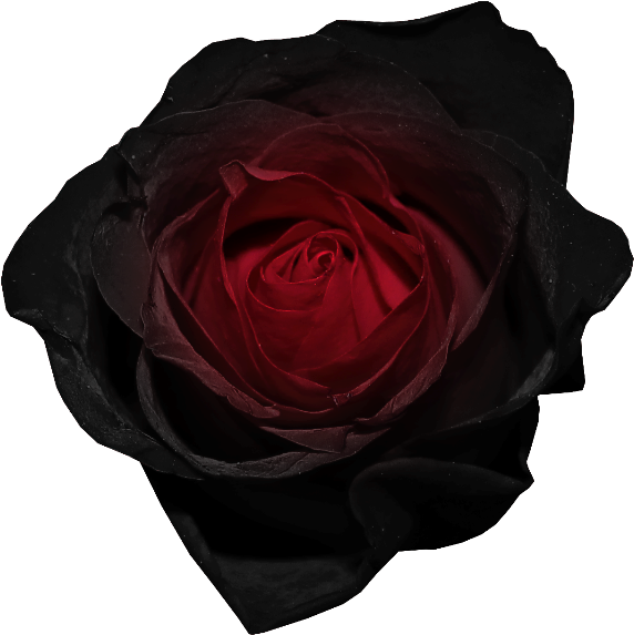 Dark Red Rose Image PNG image