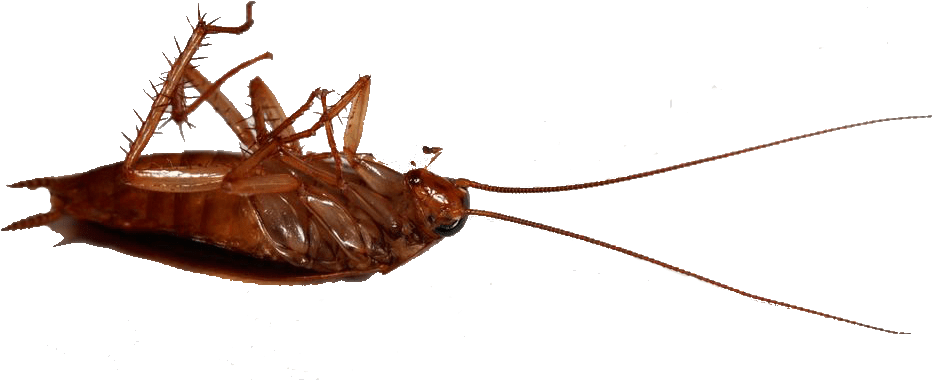 Dead Cockroachon Back PNG image