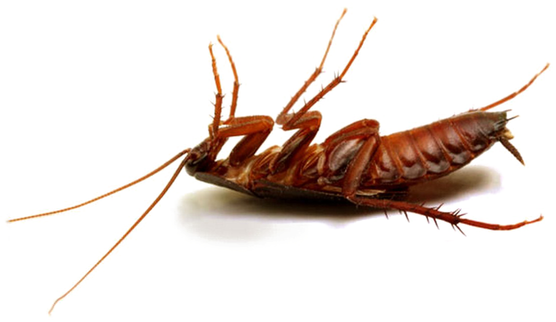 Dead Cockroachon Transparent Background PNG image