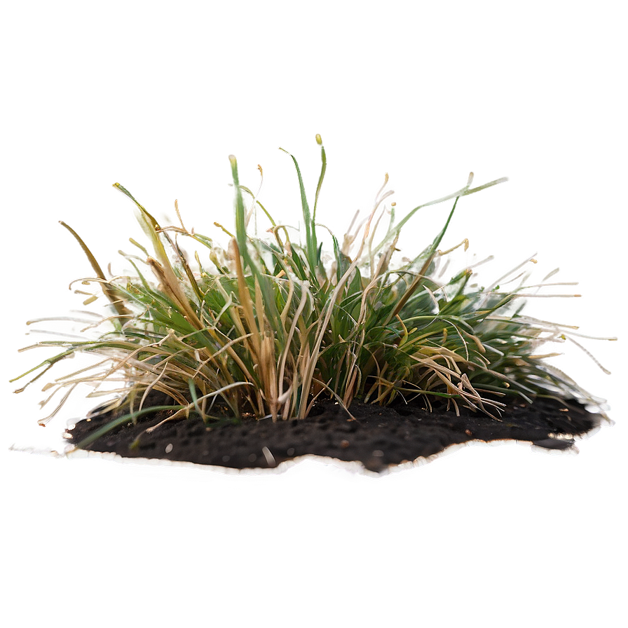 Dead Grass In Garden Png Hou42 PNG image