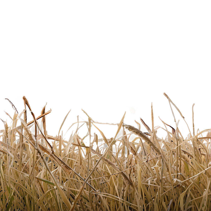 Dead Grass In The Morning Png 73 PNG image