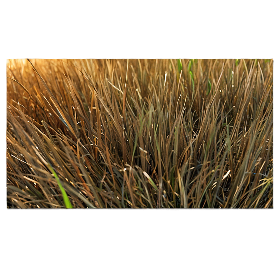 Dead Grass Sward Png 06282024 PNG image