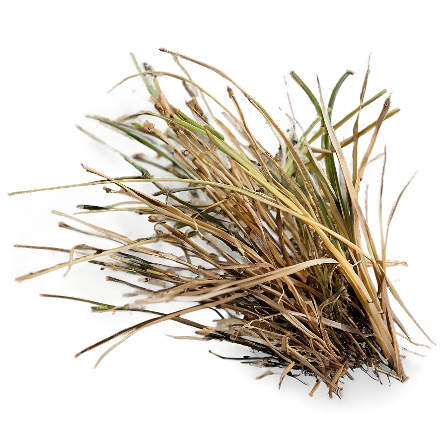 Dead Grass Texture Close-up Png 63 PNG image