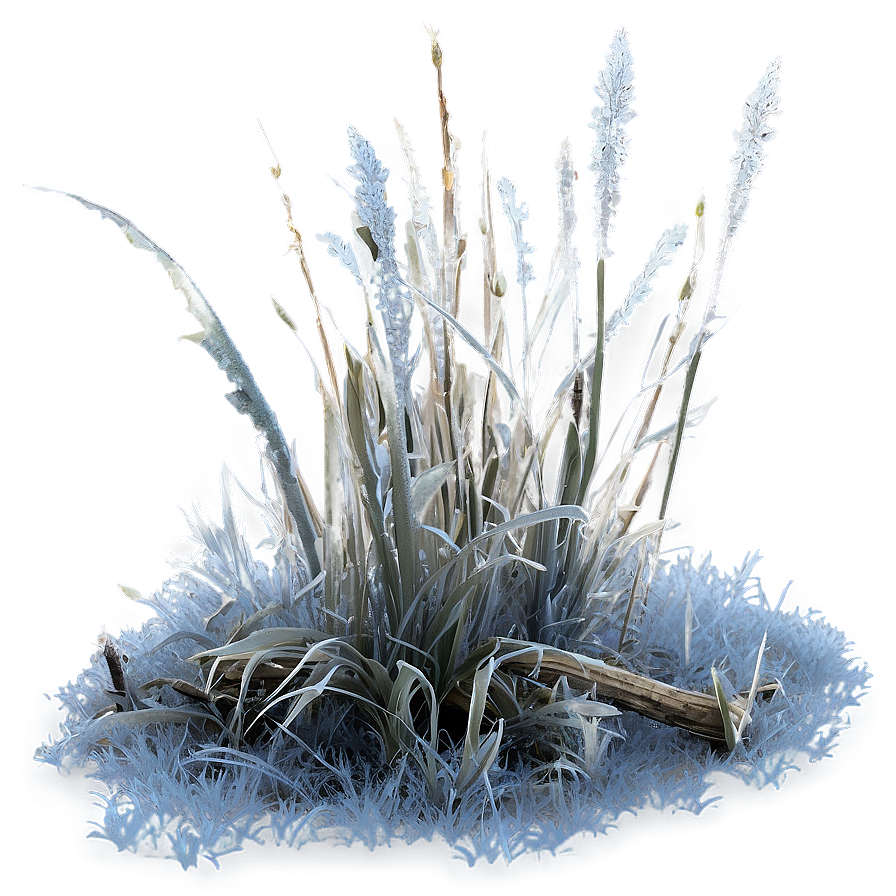 Dead Grass With Frost Png 22 PNG image