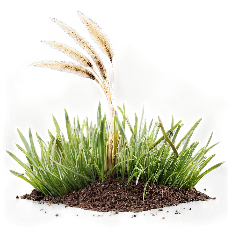 Dead Lawn Grass Png Rmc PNG image