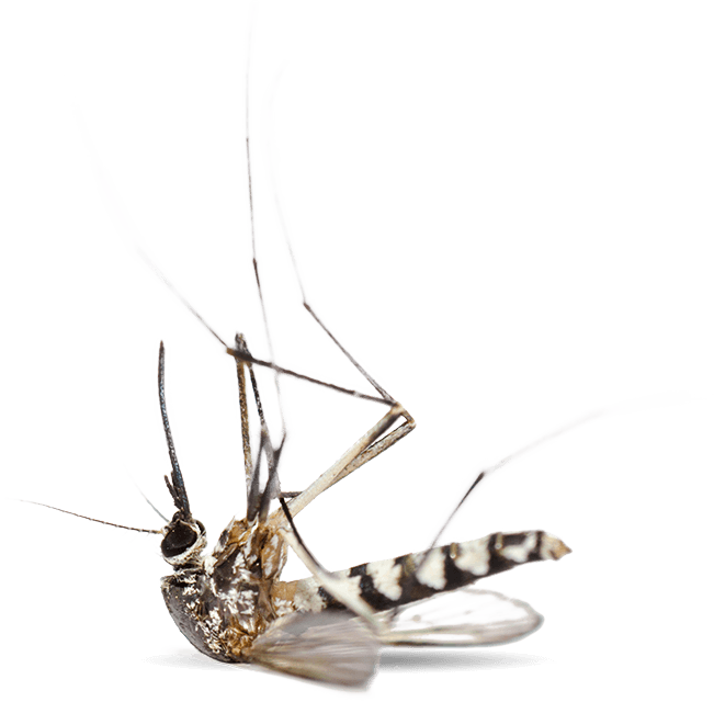 Dead Mosquito Transparent Background PNG image