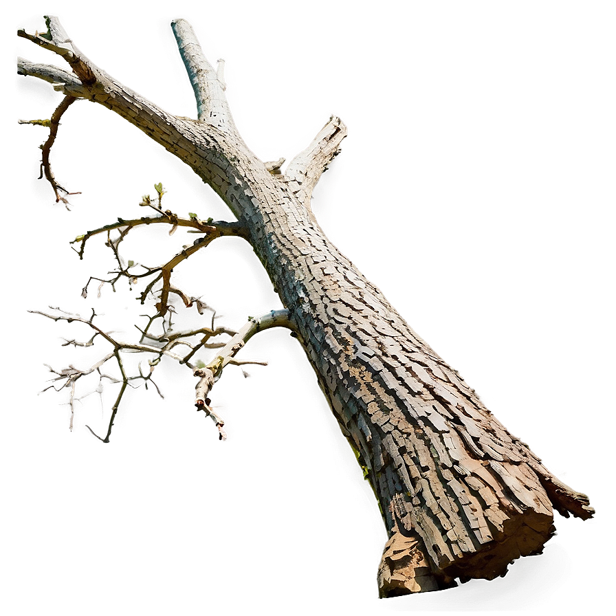 Dead Tree Isolated Png Dad65 PNG image