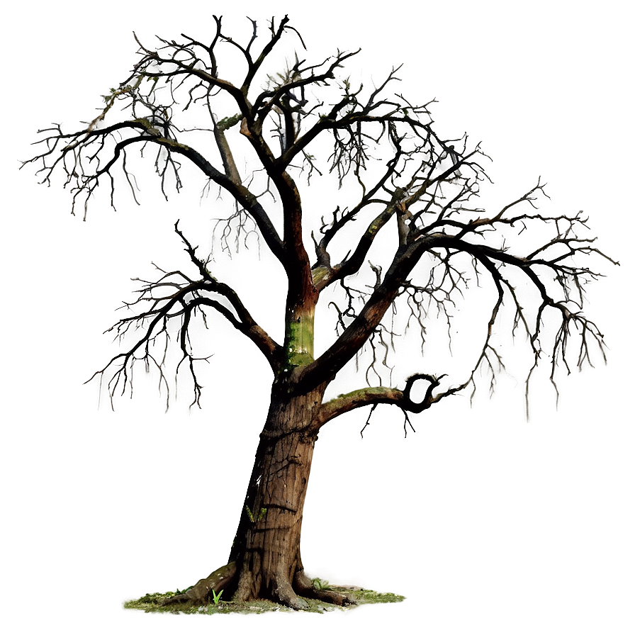 Dead Tree Isolated Png Nxa56 PNG image