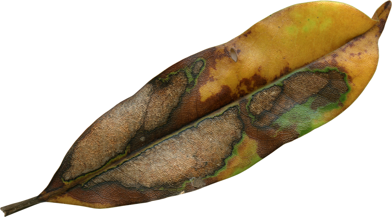 Decaying Magnolia Leaf PNG image