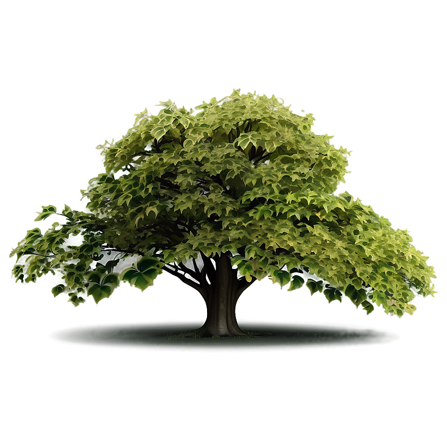 Deciduous Tree Elevation Png 06262024 PNG image