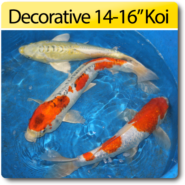 Decorative Koi Fish1416 Inches PNG image