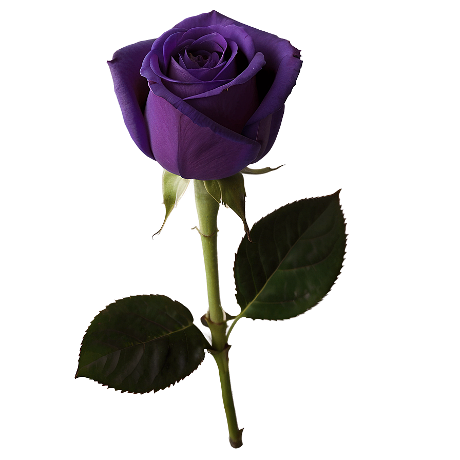 Deep Purple Rose Png Bny28 PNG image