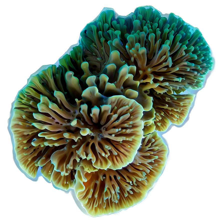 Deepwater Coral Mystery Png Bvr PNG image