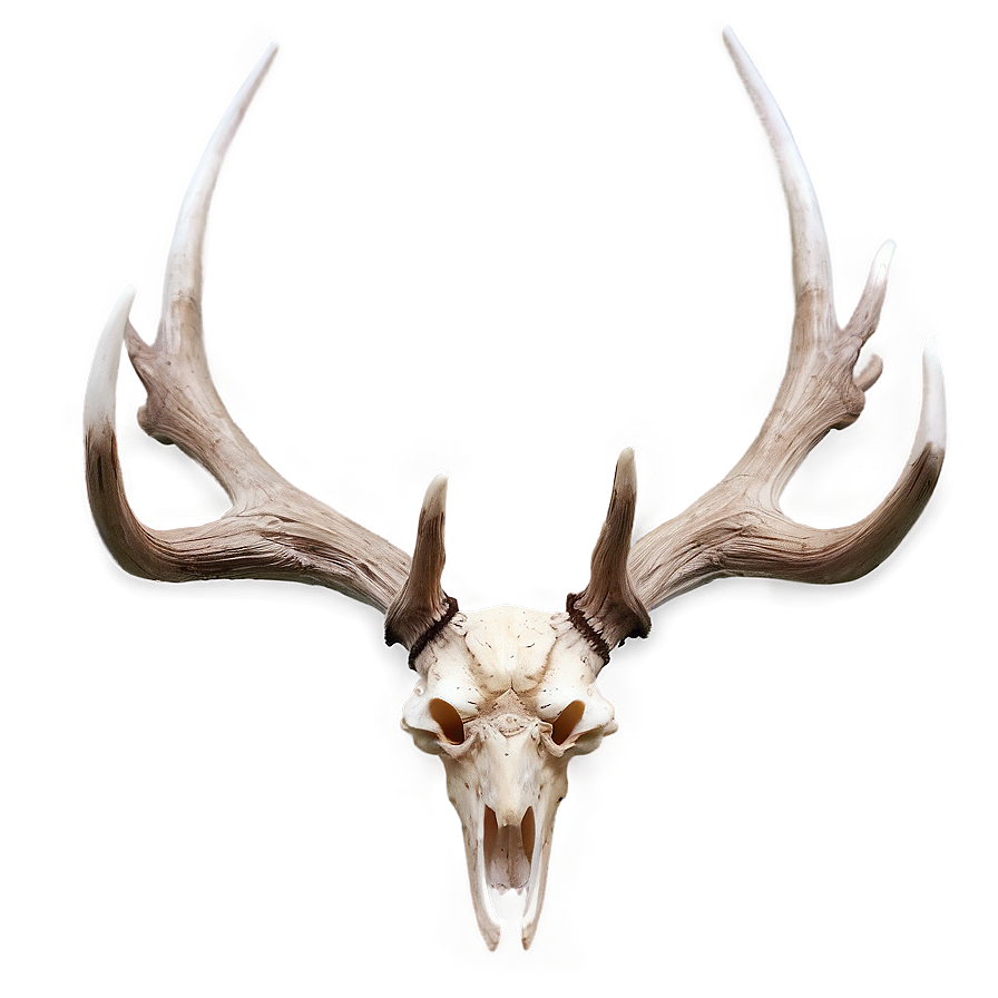 Deer Antler A PNG image