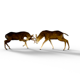 Deer Antler Confrontationin Darkness PNG image