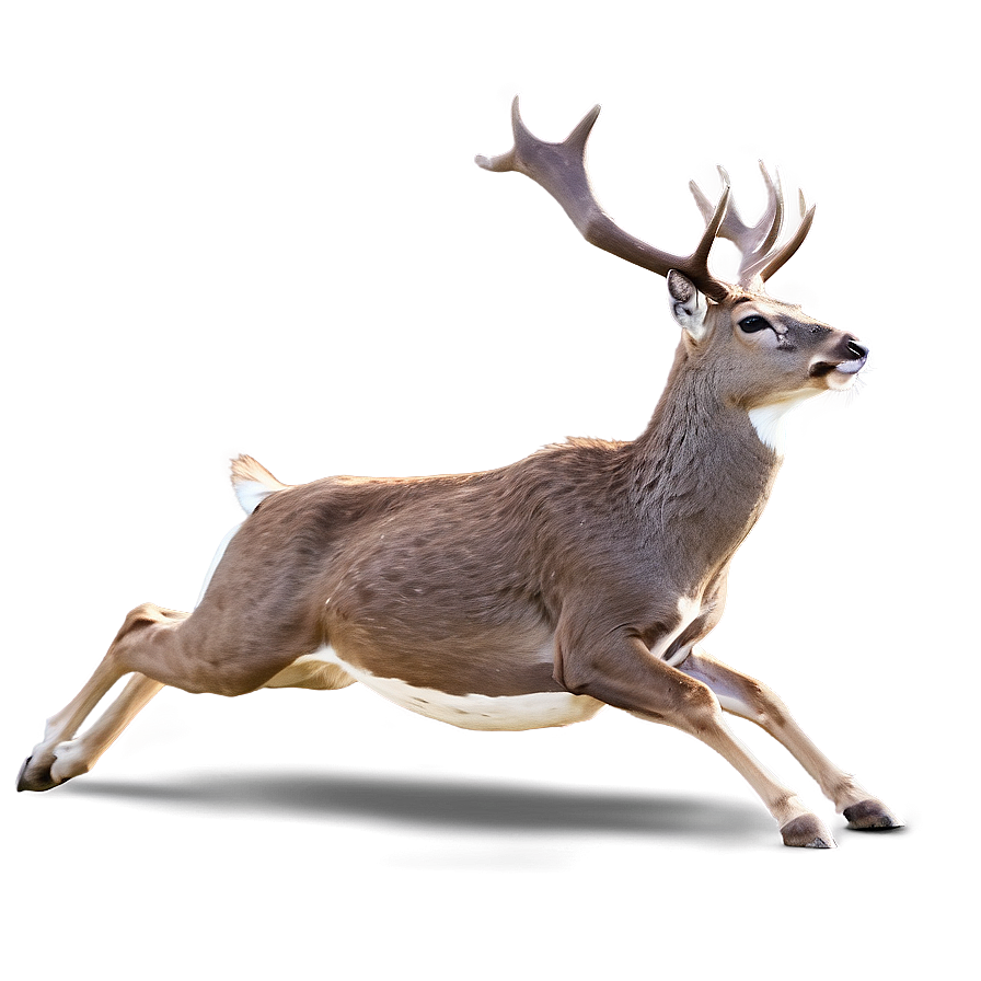 Deer Jumping Action Png Tad69 PNG image