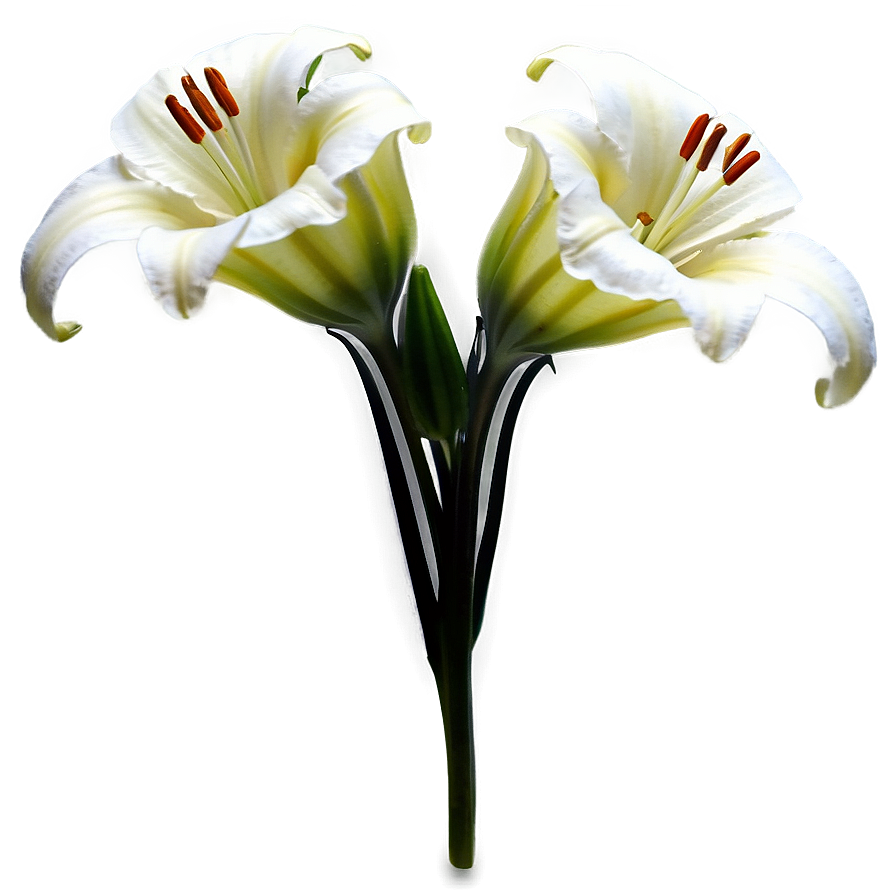 Delicate Lilies Close-up Png 06282024 PNG image