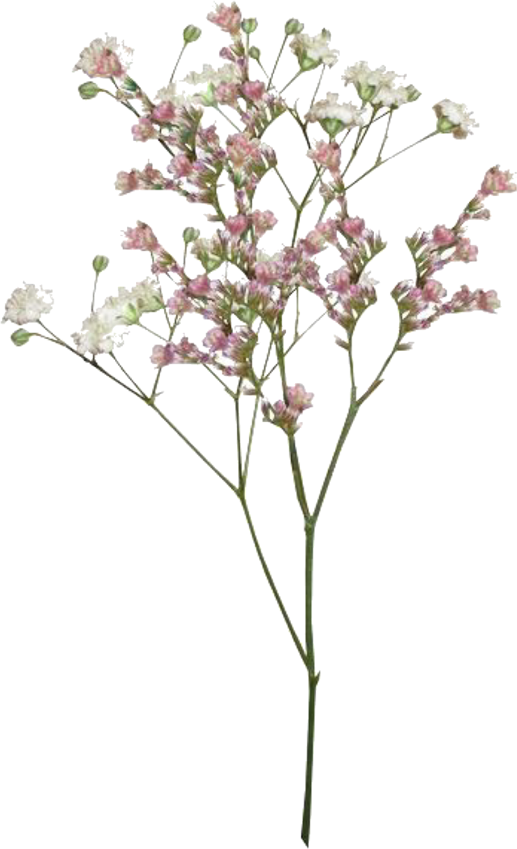 Delicate Pink Flowers Transparent Background PNG image