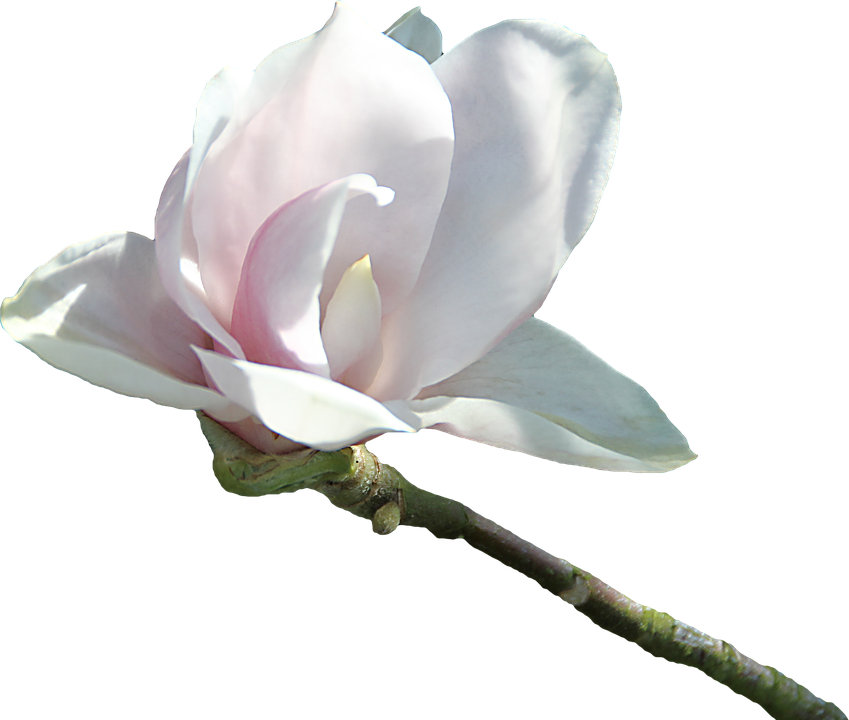 Delicate Pink Magnolia Bloom.png PNG image