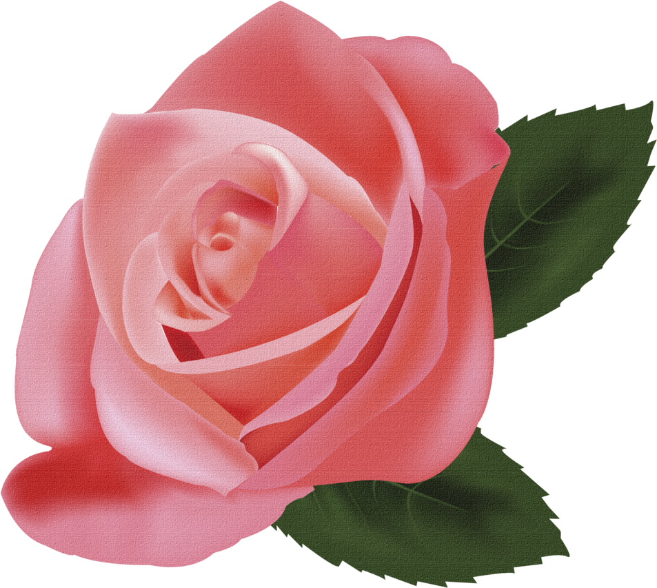 Delicate Pink Rose Graphic PNG image