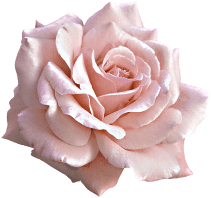 Delicate Pink Rose Isolated PNG image
