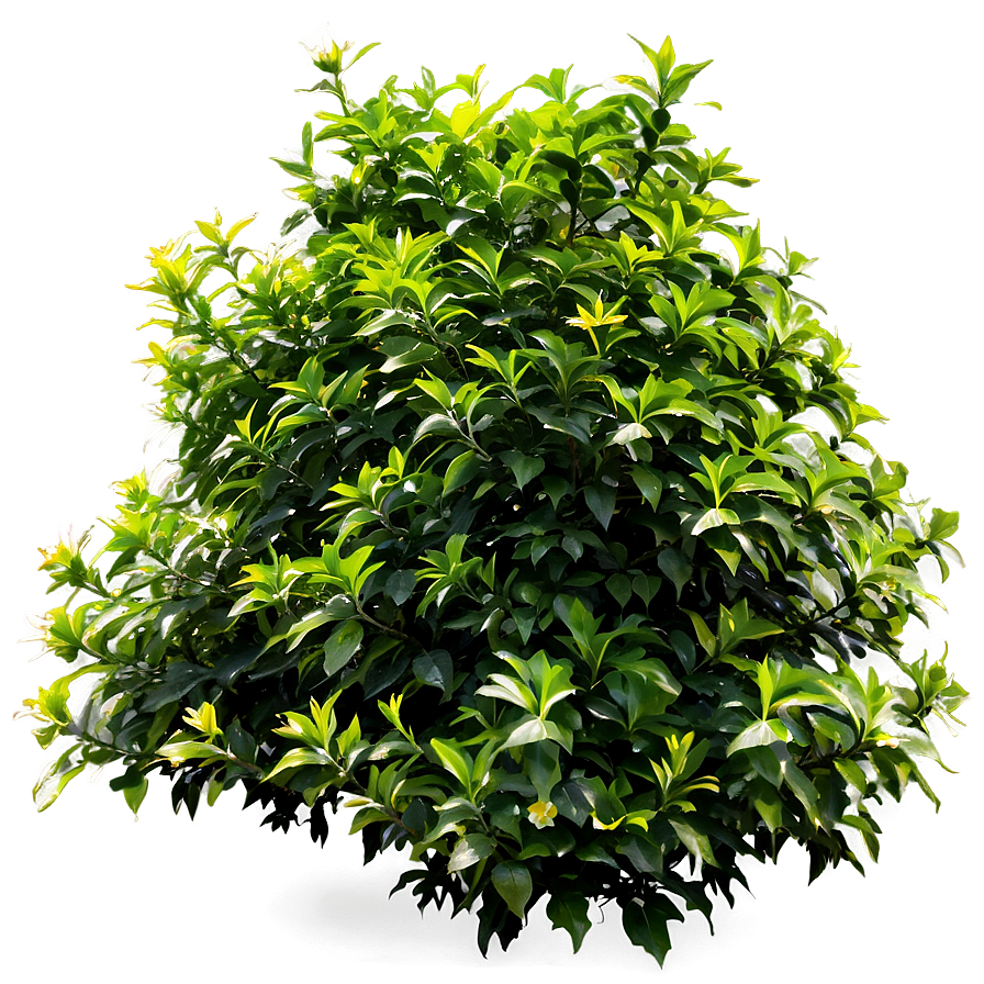 Dense Shrub Png 05252024 PNG image