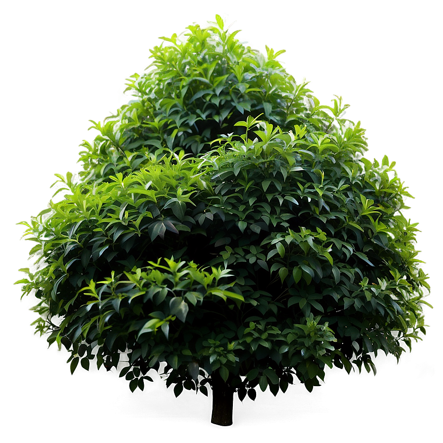 Dense Shrub Png Qur PNG image