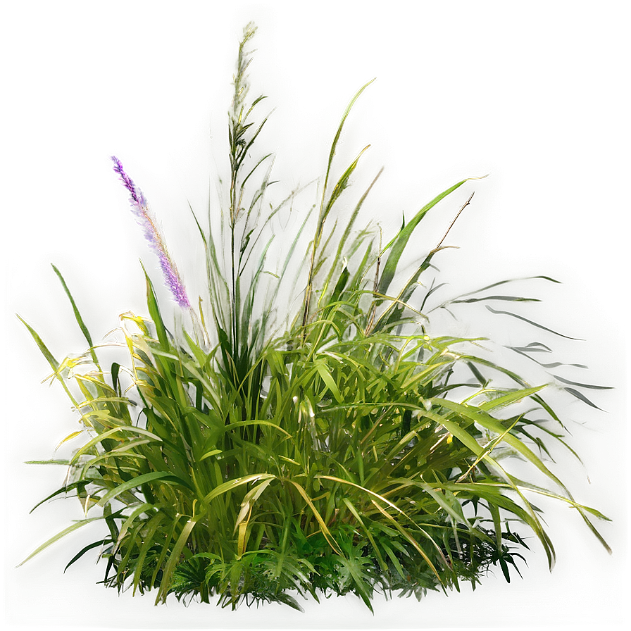 Dense Wild Grass Png Qth PNG image