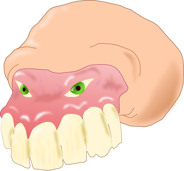 Dental_ Anatomy_ Illustration_ Upper_ Gums_and_ Teeth.png PNG image