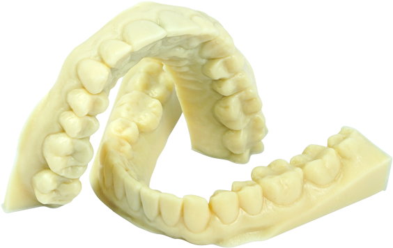 Dental_ Arch_ Model.png PNG image