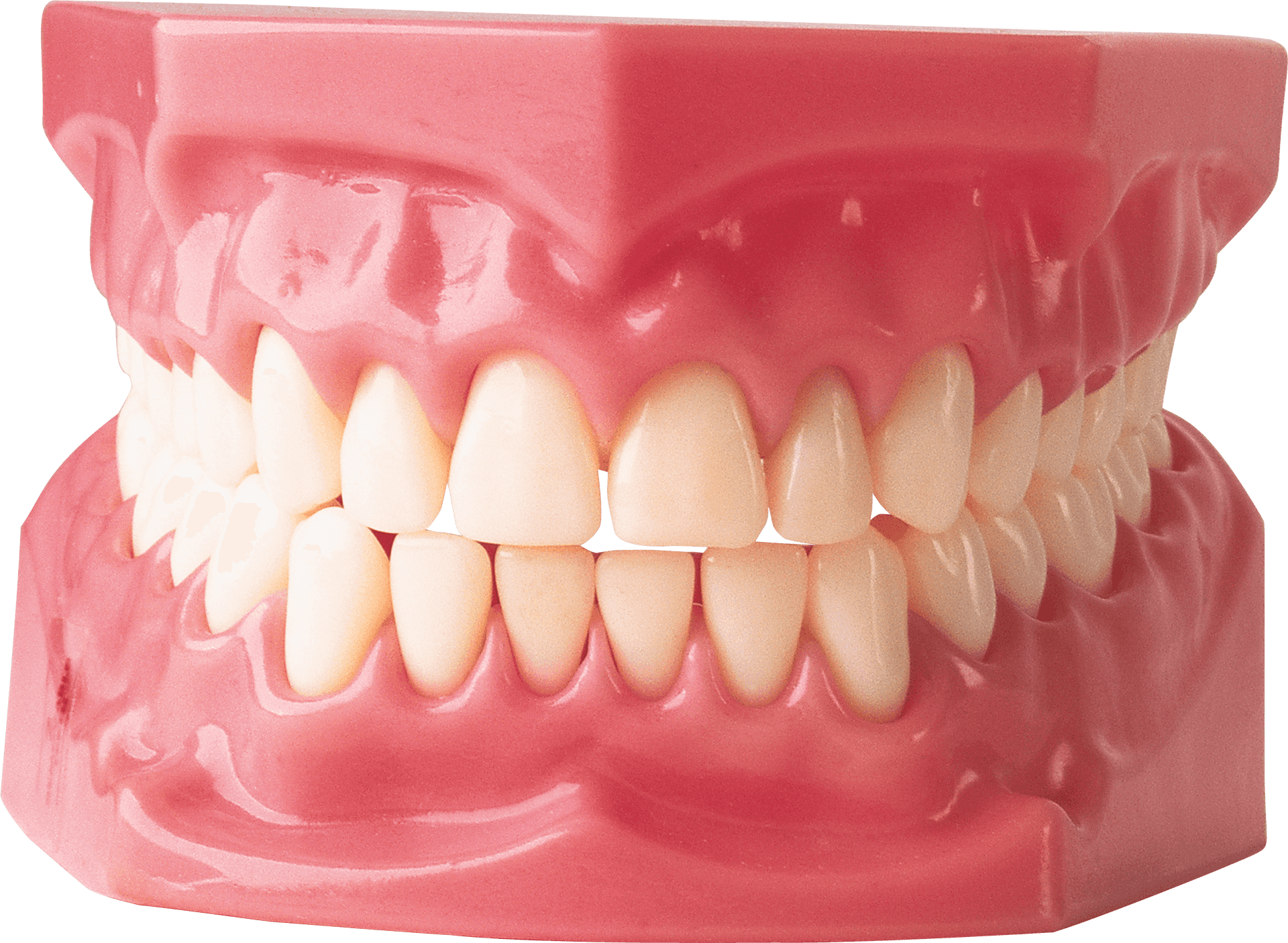 Dental_ Model_ Complete_ Set_of_ Teeth PNG image