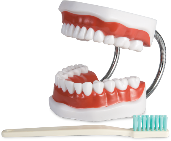 Dental Modeland Toothbrush PNG image