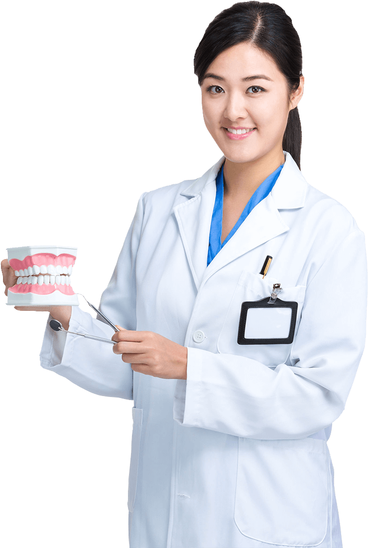 Dentist Holding Dental Modeland Tools PNG image