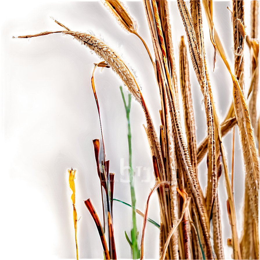 Desiccated Grass Texture Png Hbn93 PNG image