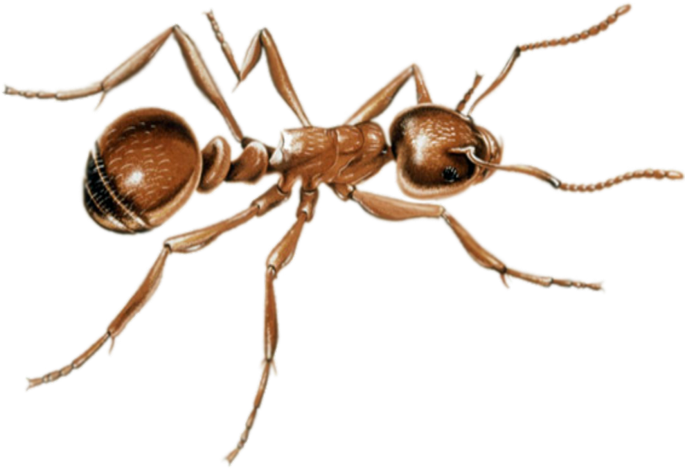 Detailed Ant Illustration PNG image