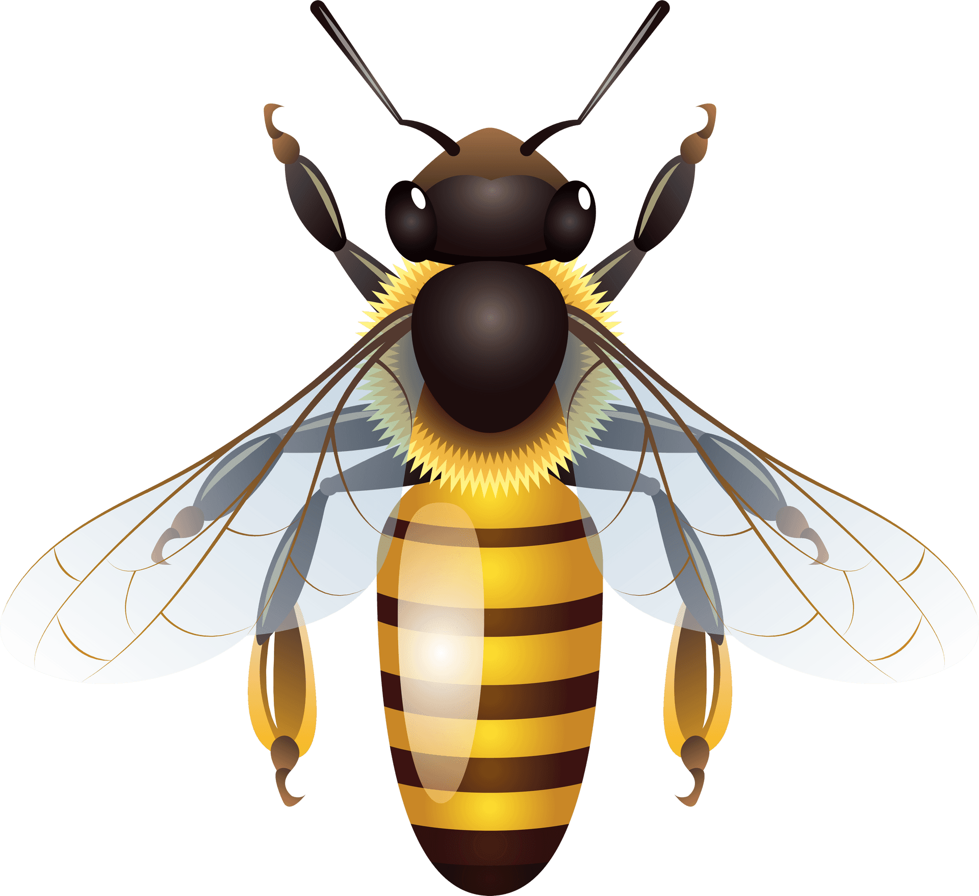 Detailed Bee Clipart Illustration PNG image