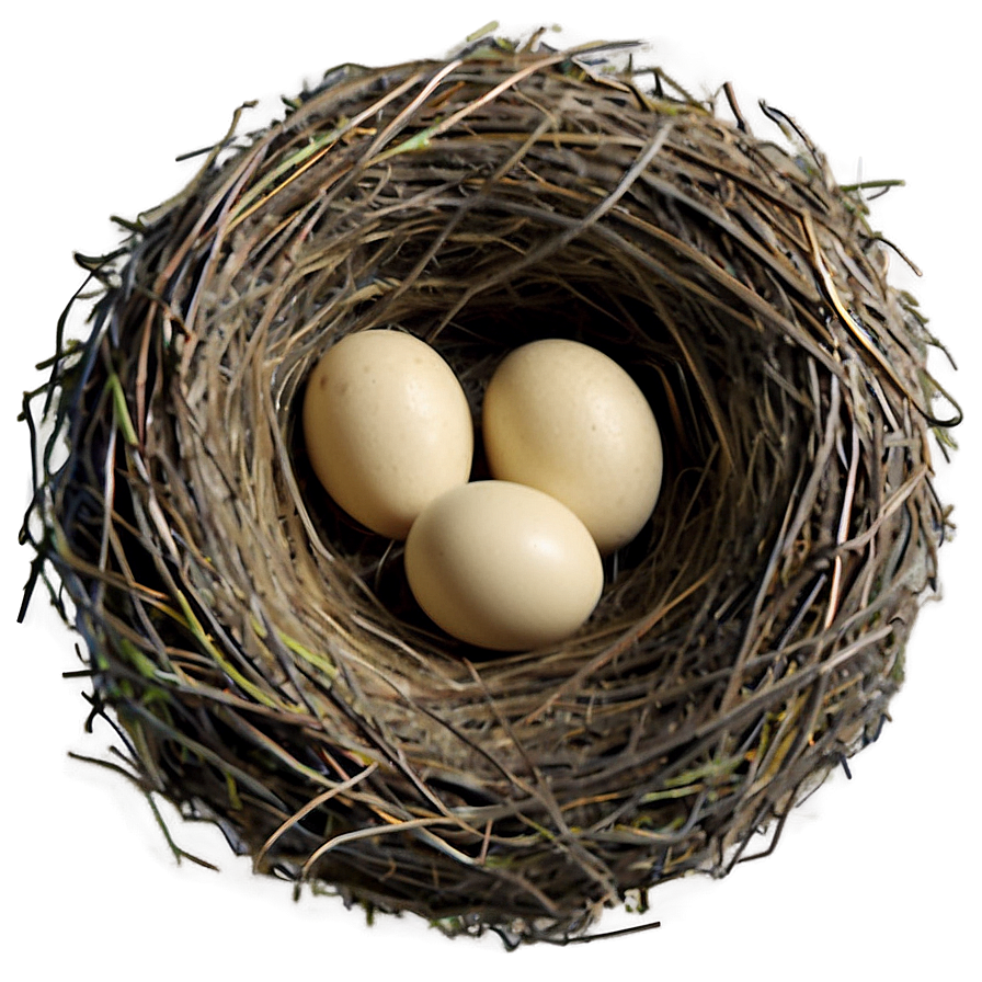 Detailed Bird Nest Png 67 PNG image