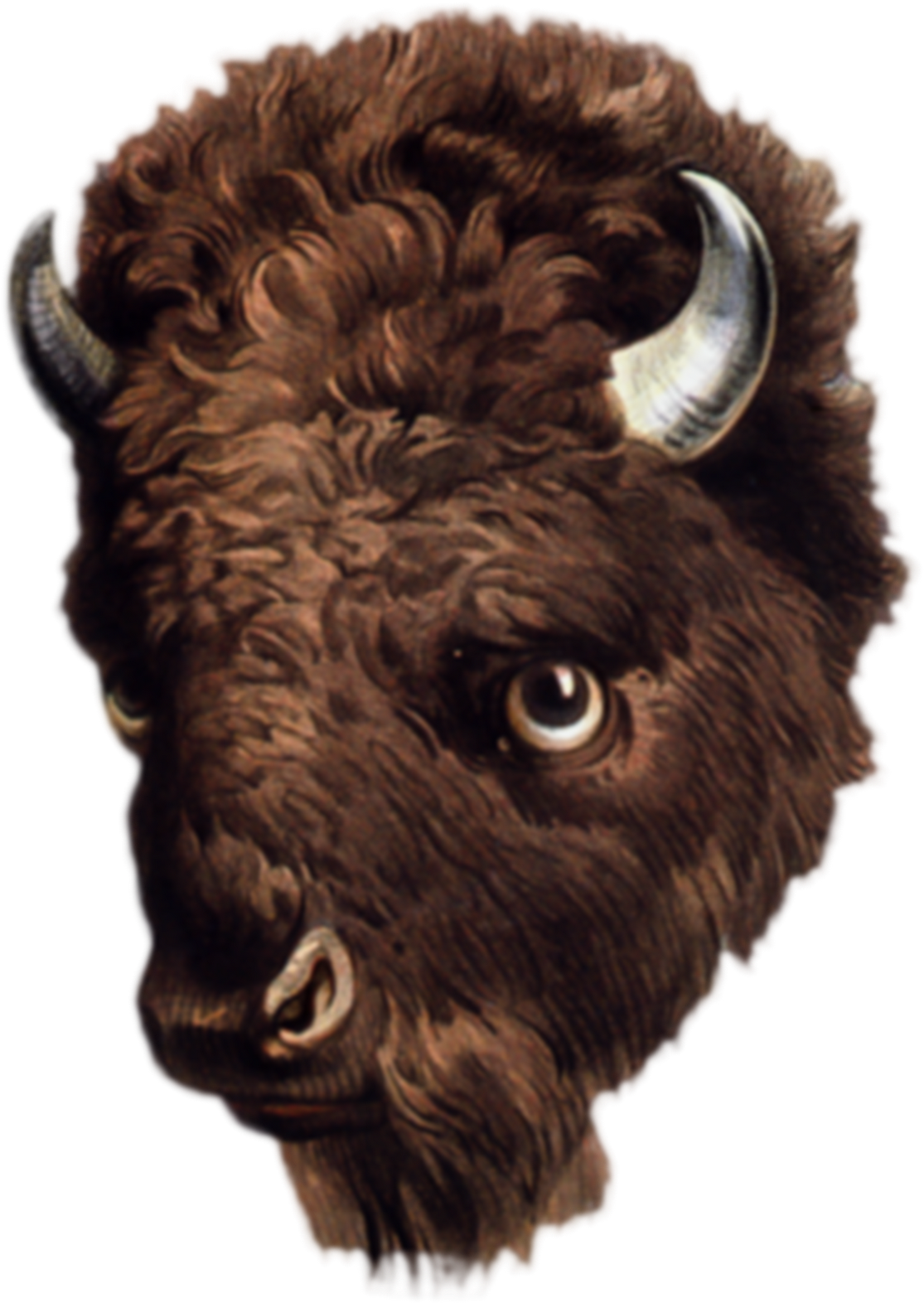 Detailed Buffalo Head Illustration PNG image