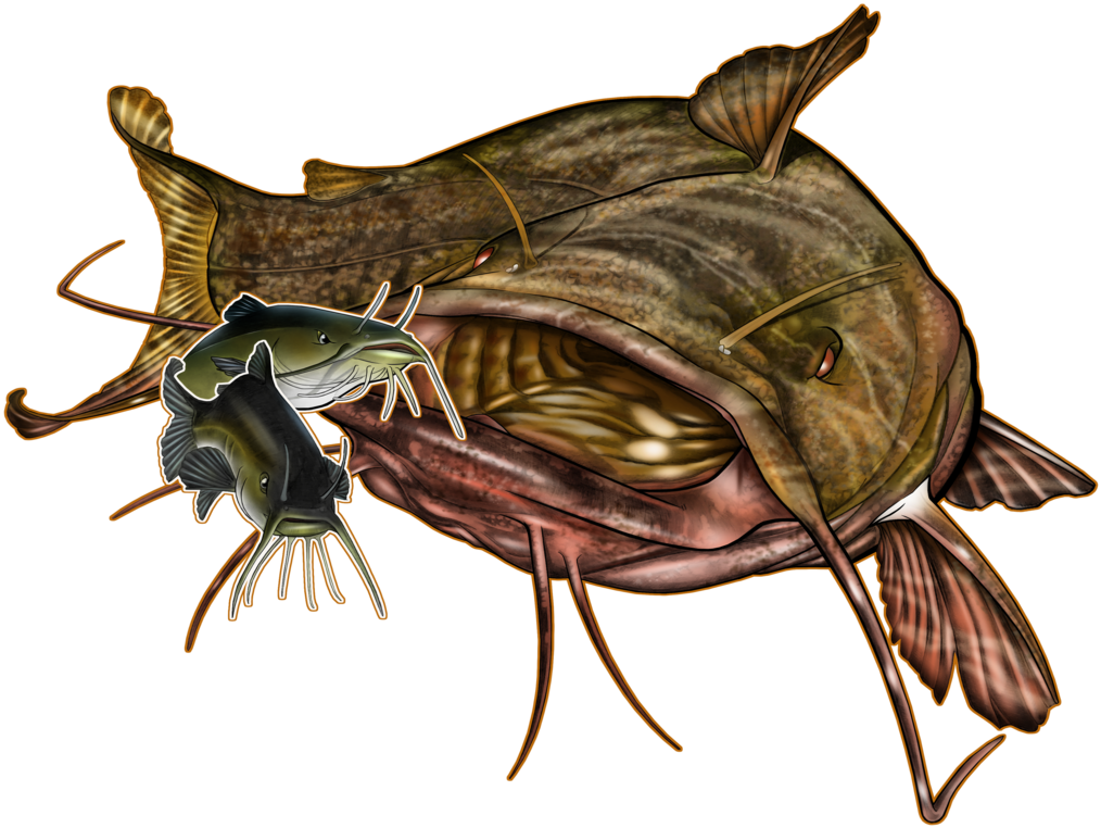 Detailed Catfish Illustration.png PNG image