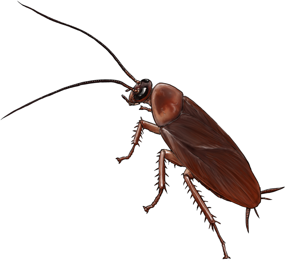 Detailed Cockroach Illustration PNG image