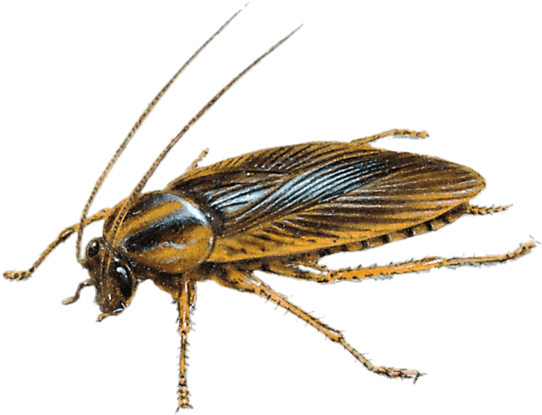 Detailed Cockroach Illustration PNG image