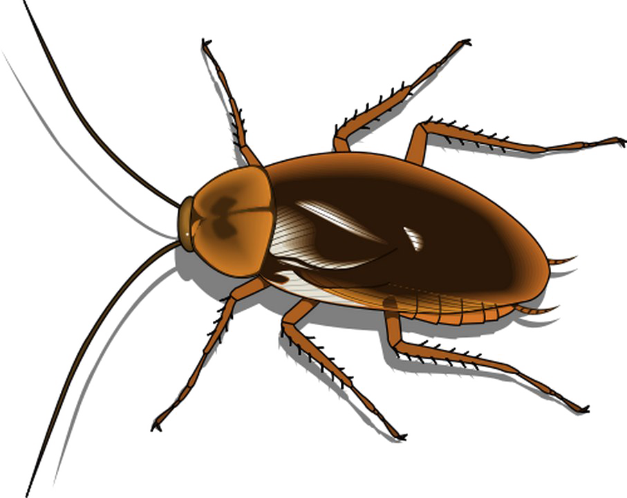 Detailed Cockroach Illustration.png PNG image