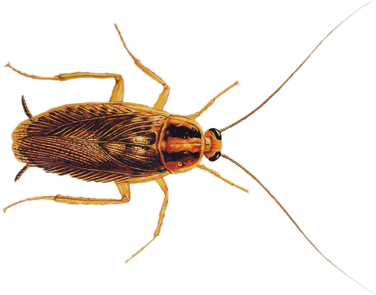 Detailed Cockroach Illustration PNG image