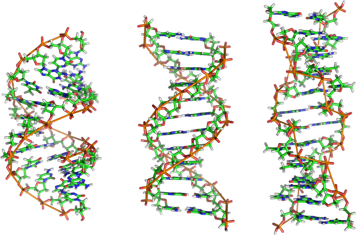 Detailed D N A Double Helix Structure PNG image