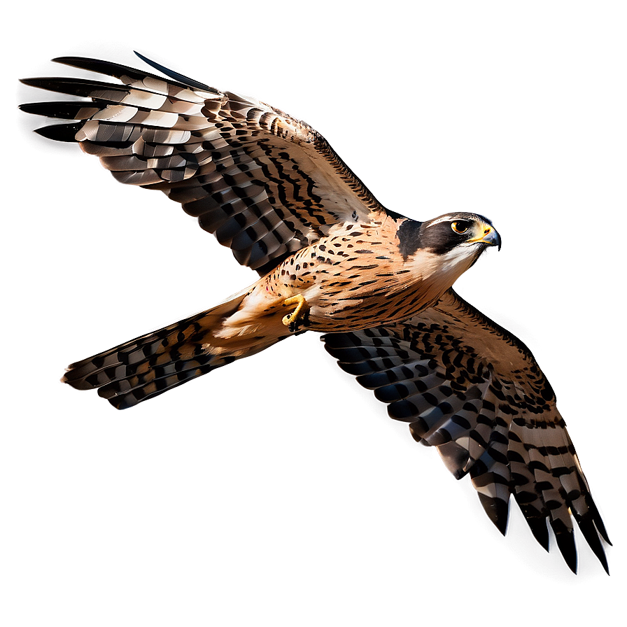 Detailed Falcon In Flight Png 06122024 PNG image