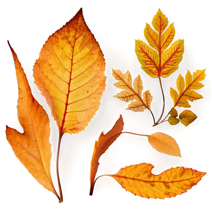 Detailed Fallen Leaves Silhouettes Png Uje32 PNG image